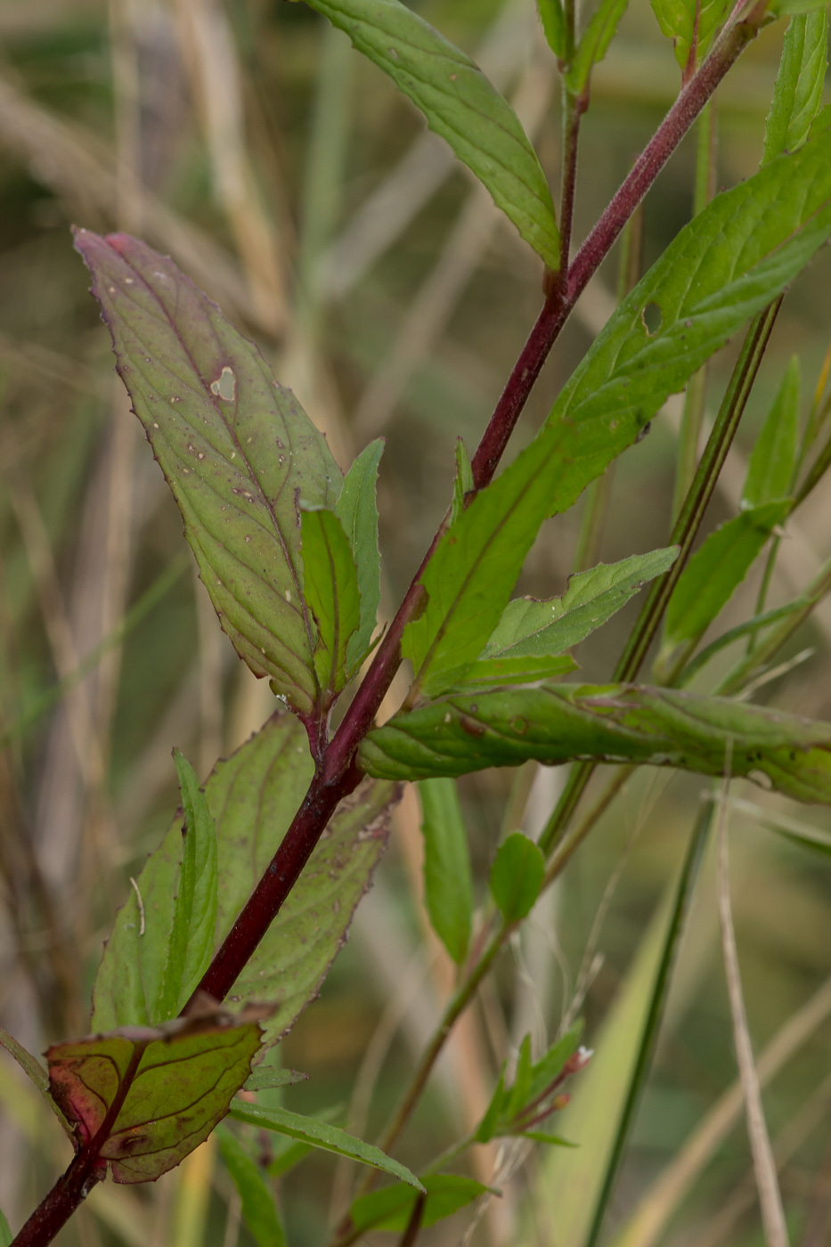 Image of Epilobium pseudorubescens specimen.