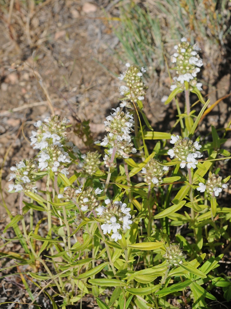 Изображение особи Thymus marschallianus.