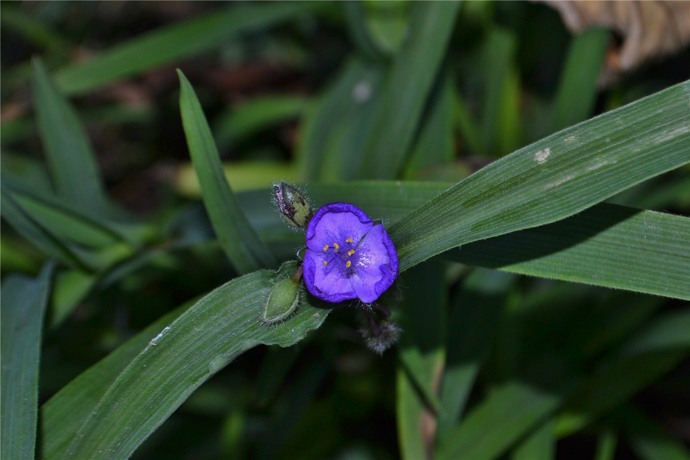 Изображение особи Tradescantia virginiana.