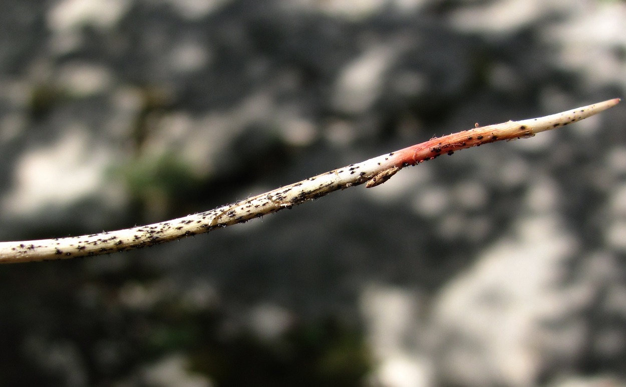 Image of genus Muscari specimen.