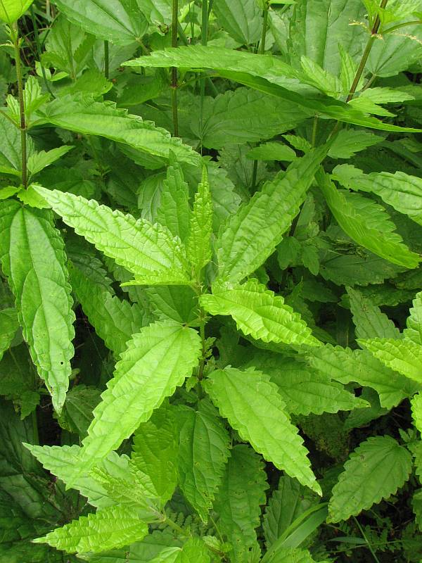 Image of Urtica sondenii specimen.