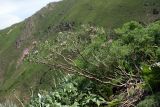Astragalus ugamicus. Цветущее растение. Южный Казахстан, горы Алатау (Даубаба), Западное ущелье. 1400 м н.у.м. 19.05.2014.