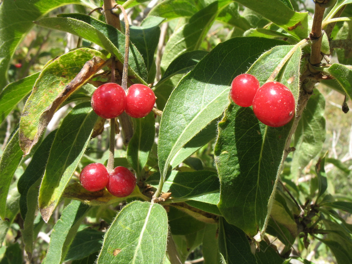 Изображение особи Lonicera karelinii.