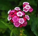 Dianthus barbatus. Верхушка растения с соцветием. Московская обл., Раменский р-н, окр. дер. Хрипань, садовый участок. 30.06.2015.