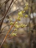 Syringa josikaea