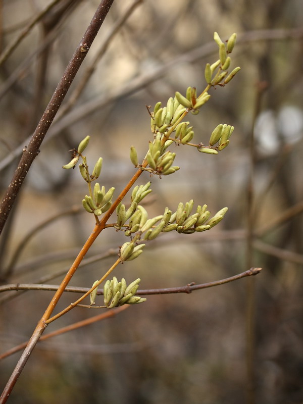 Изображение особи Syringa josikaea.
