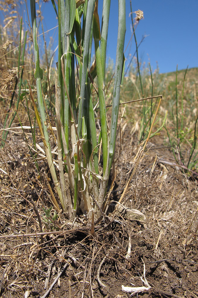 Изображение особи Triticum aestivum.