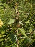 Althaea officinalis