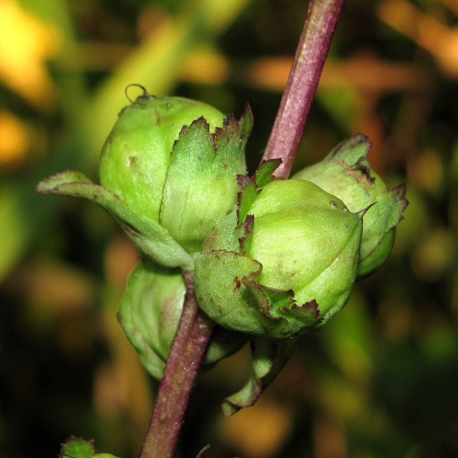 Image of Pedicularis sceptrum-carolinum specimen.