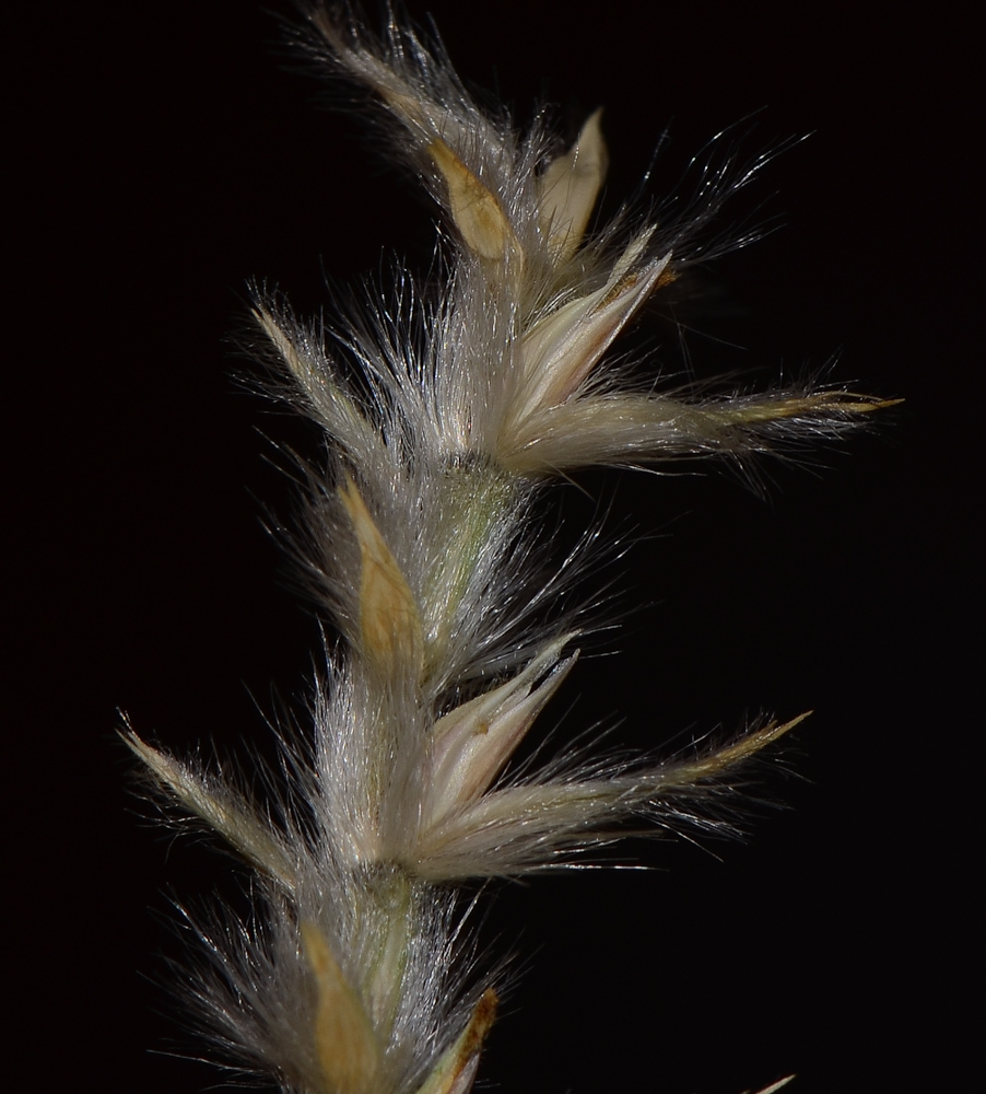 Image of Lasiurus scindicus specimen.