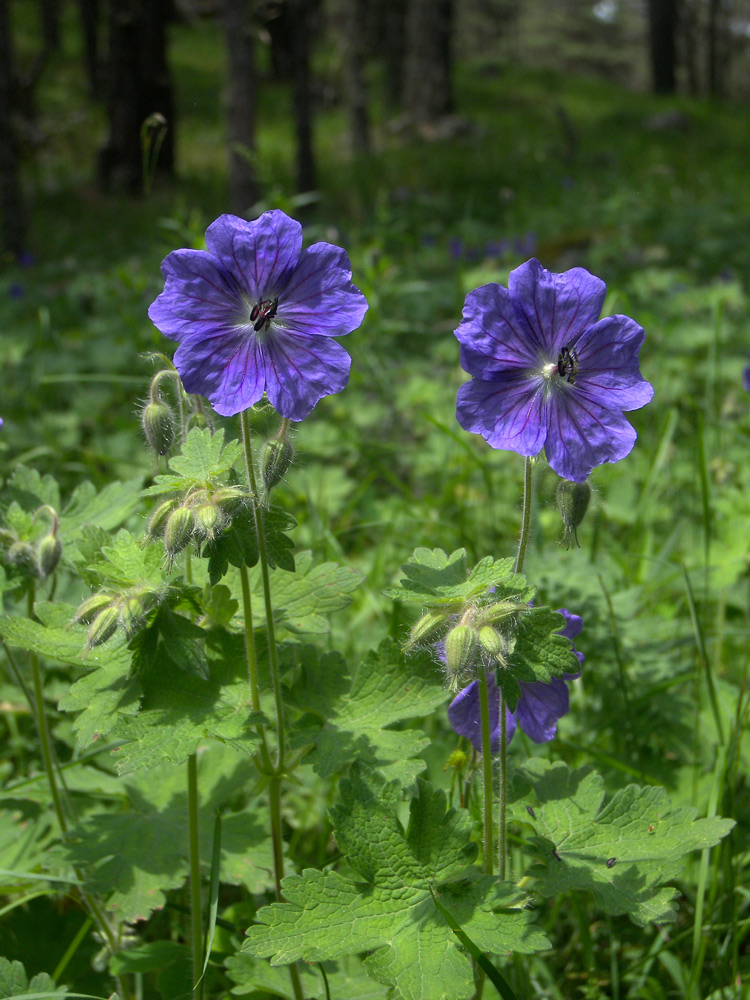 Изображение особи Geranium ibericum.