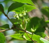 Philadelphus tenuifolius