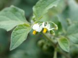 Solanum nigrum