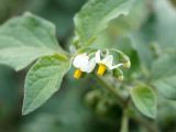 Solanum nigrum. Соцветие и лист. Кыргызстан, южная окраина Бишкека, вдоль дороги. 05.09.2015.