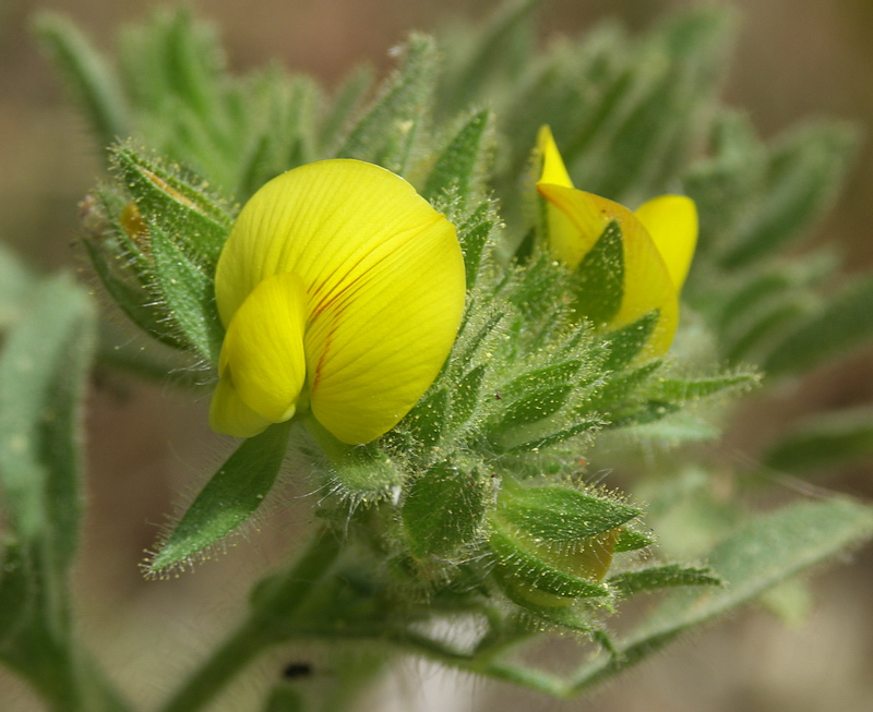 Image of Ononis pubescens specimen.