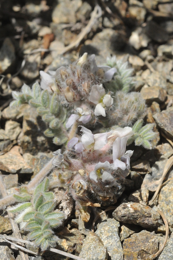 Изображение особи Oxytropis brachycarpa.