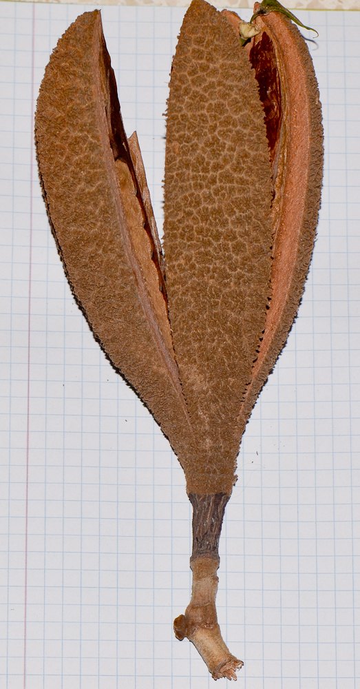 Image of Pterospermum acerifolium specimen.