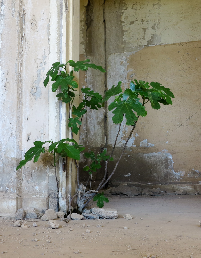 Изображение особи Ficus carica.