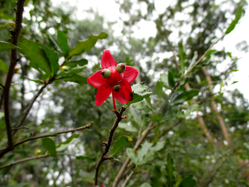 Изображение особи Ochna serrulata.