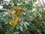 Pararchidendron pruinosum. Верхушка побега с плодами. Австралия, г. Брисбен, парк Университета Квинсленда. 07.12.2015.