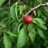 Prunus domestica подвид italica. Часть веточки со спелым плодом. Свердловская обл., г. Екатеринбург, пос. Шабровский, дачный участок. 16.08.2015.