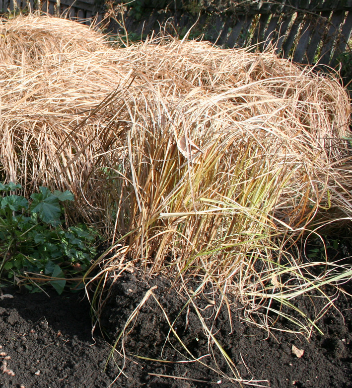 Image of Cyperus esculentus specimen.