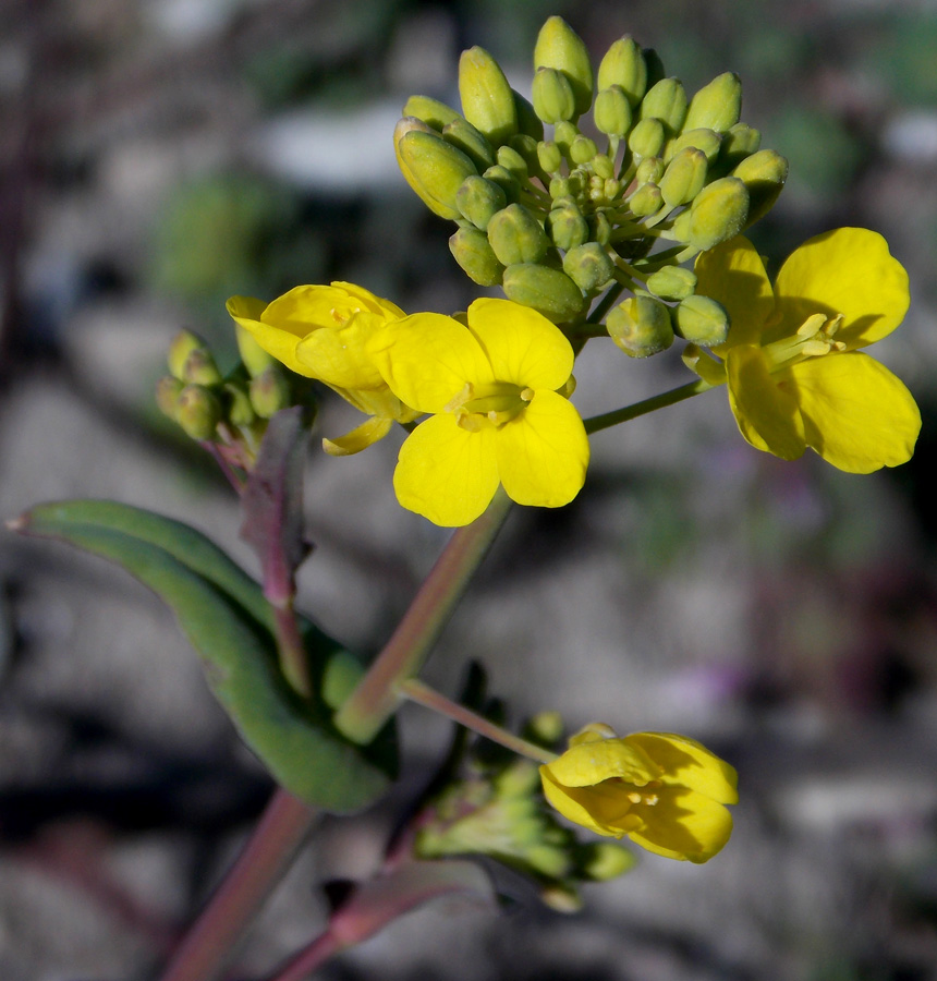 Image of Brassica napus specimen.