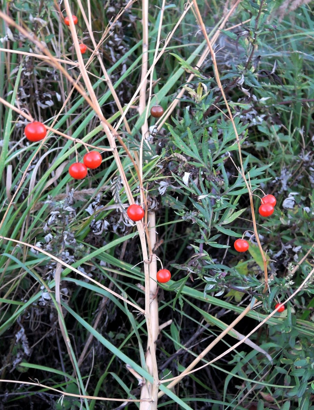 Image of Asparagus officinalis specimen.