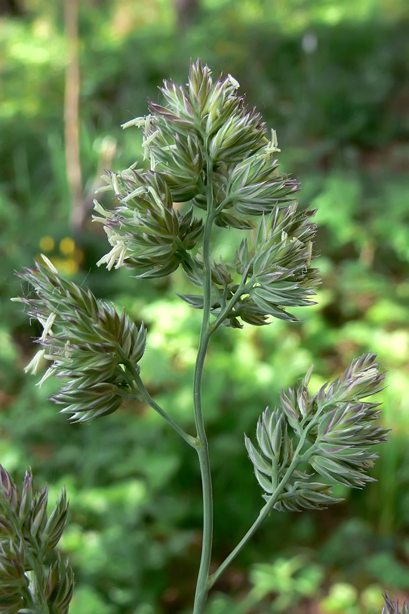 Изображение особи Dactylis glomerata.