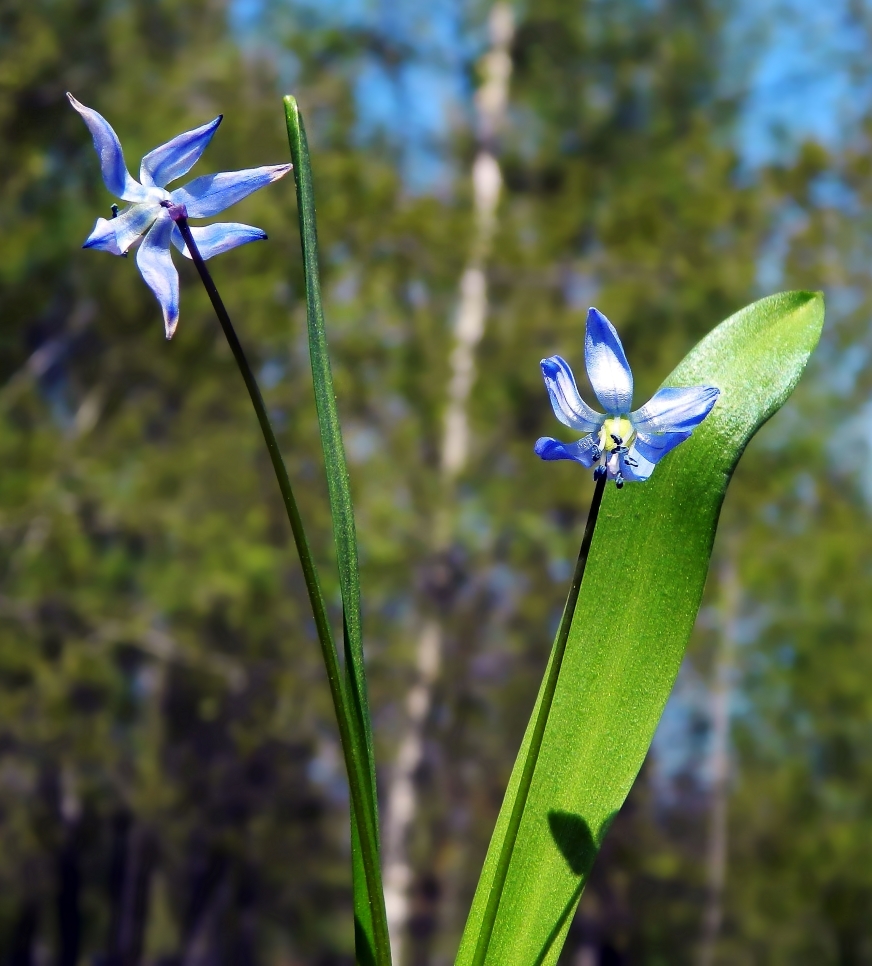 Изображение особи Scilla siberica.