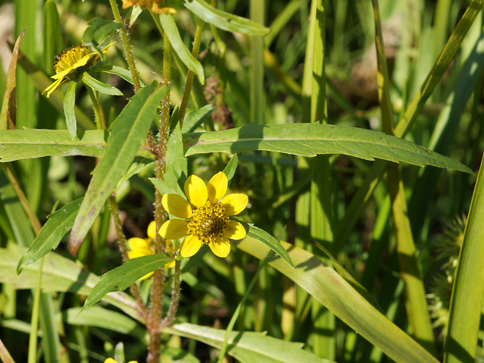 Изображение особи Bidens cernua var. radiata.