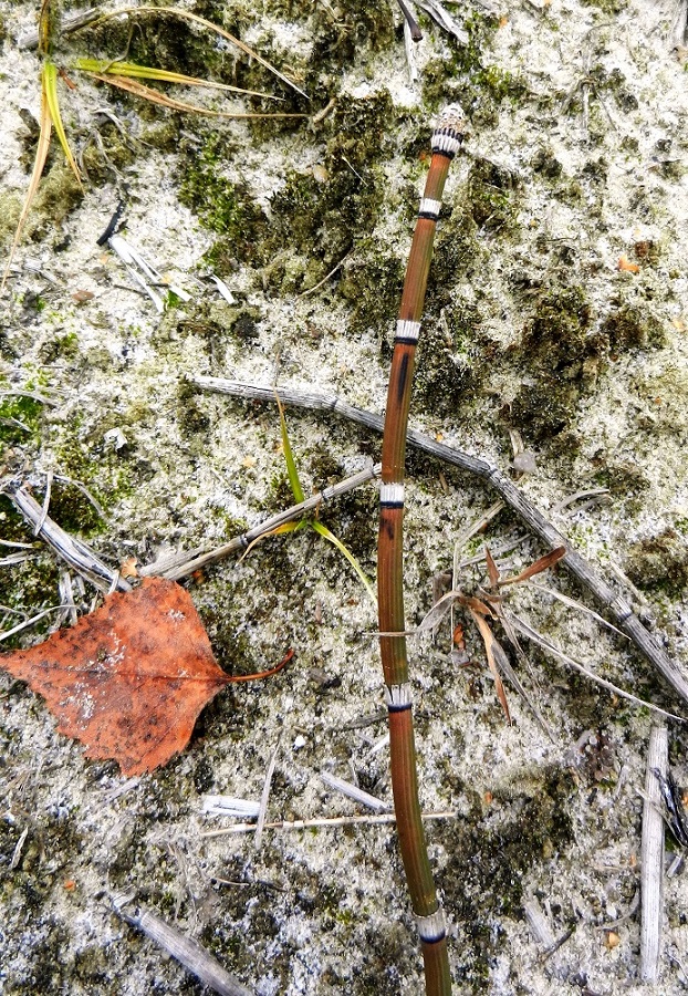 Изображение особи Equisetum hyemale.