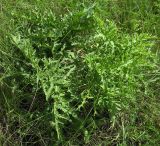 Crambe tataria. Прикорневые листья. Белгородская обл., Губкинский р-н, запов. «Белогорье», Ямская степь. 14 июня 2009 г.