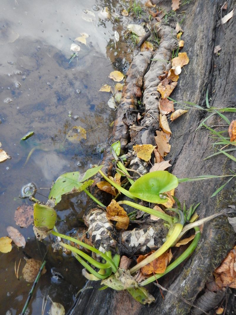 Image of Nuphar lutea specimen.