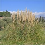 Cortaderia selloana