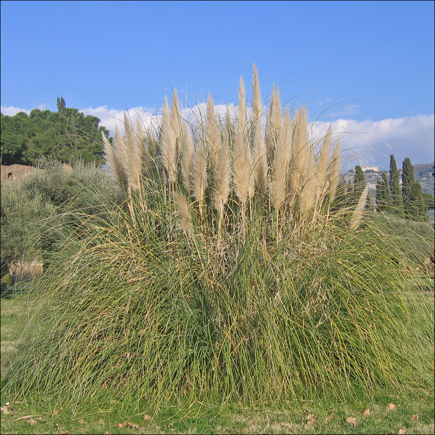 Изображение особи Cortaderia selloana.