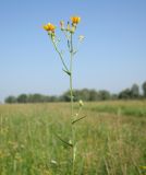 Picris hieracioides