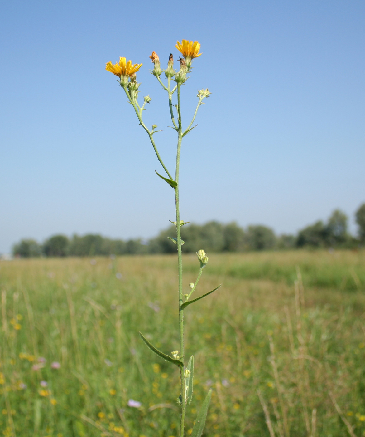 Image of Picris hieracioides specimen.