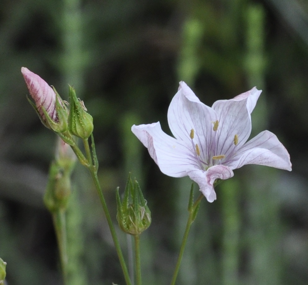 Image of Linum tenuifolium specimen.