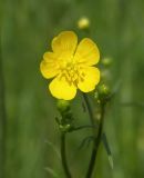 Ranunculus acris