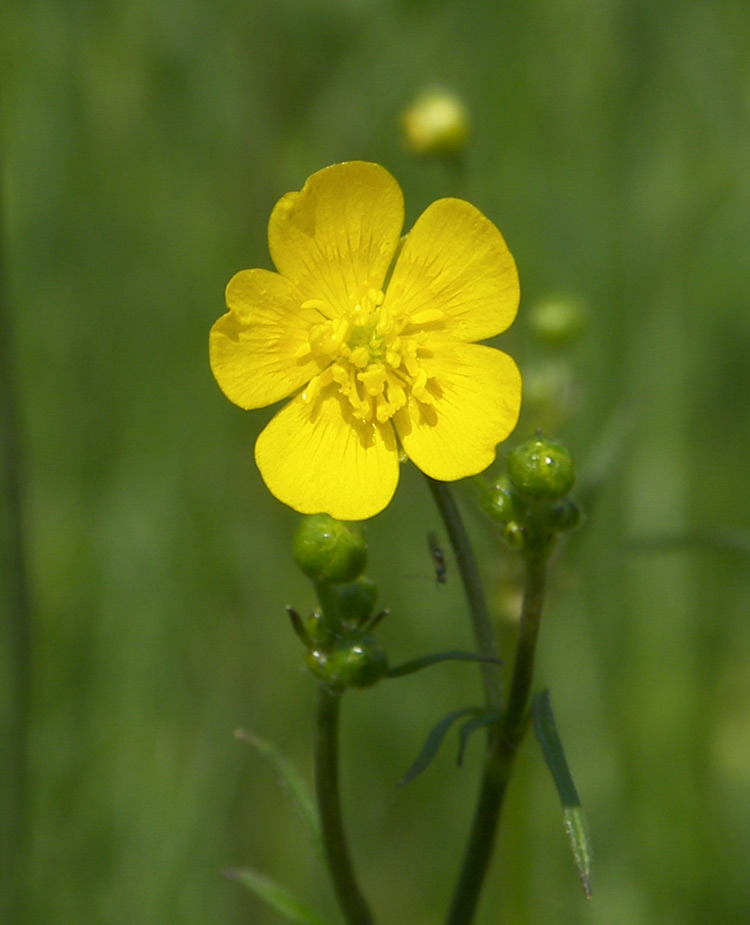 Изображение особи Ranunculus acris.