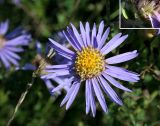 Aster amellus. Корзинка (на врезке виден характерный признак вида - тупые листочки обвёртки с красноватыми краями). Украина, Хмельницкая обл., г. Каменец-Подольский, верхняя часть склона к р. Смотрыч. 25 августа 2008 г.