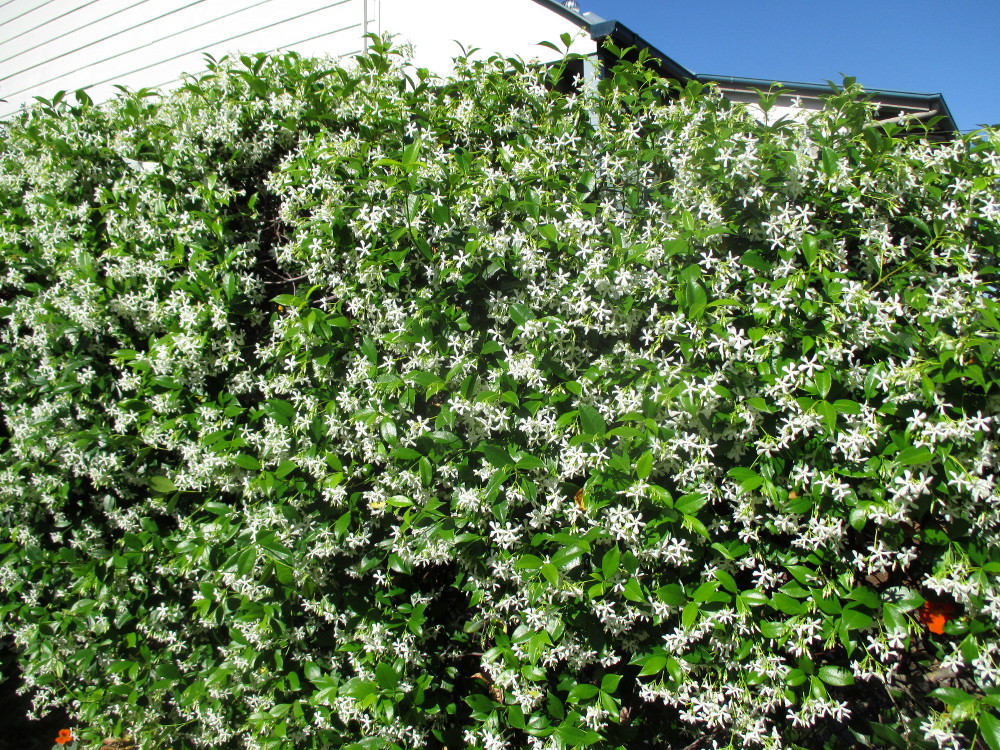 Image of Trachelospermum jasminoides specimen.