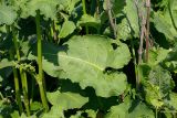 Rumex confertus. Лист. Татарстан, Нижнекамский р-н, окр. дер. Благодатная, лесостепной участок с чередованием степи и перелесков с преобладанием дуба, открытый участок. 29 мая 2016 г.