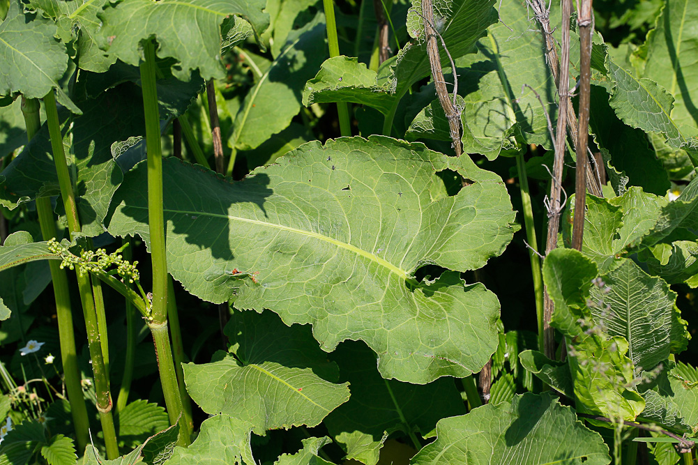 Image of Rumex confertus specimen.