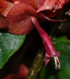 Holmskioldia sanguinea