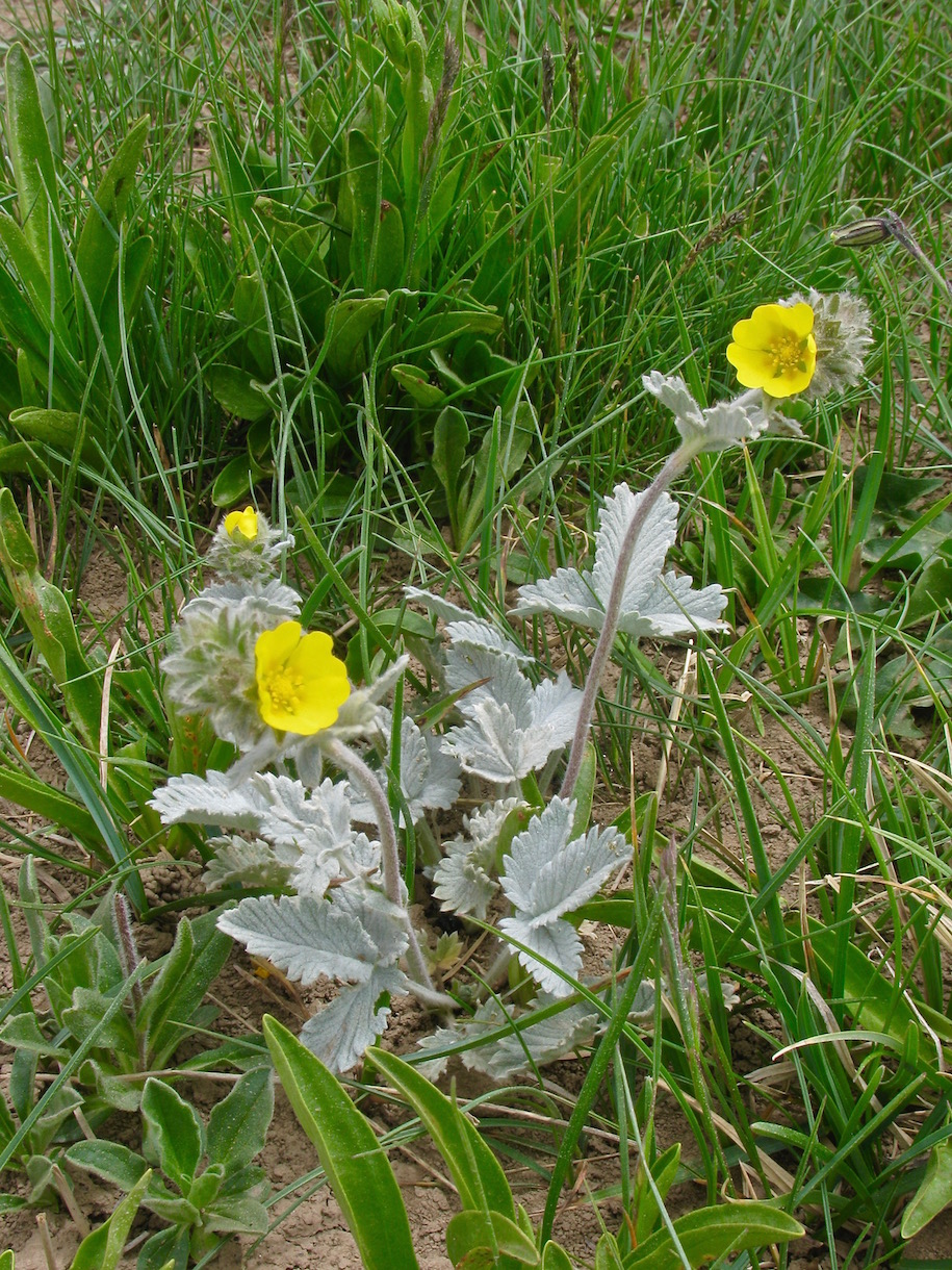 Изображение особи Potentilla grisea.