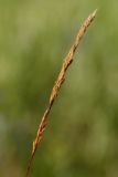 Image of taxon representative. Author is Радик Кутушев
