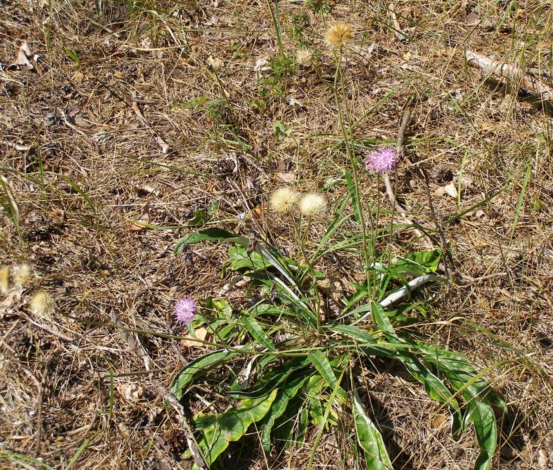 Изображение особи Jurinea pseudocyanoides.