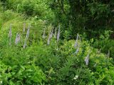 Veronicastrum sibiricum